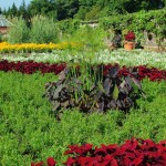 biltmore gardens